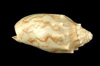 藏品(寶螺)的圖片